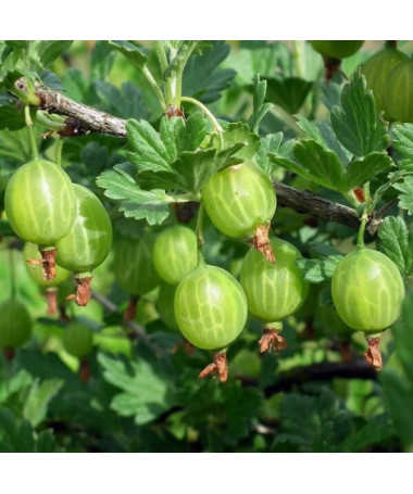 Zelený angrešt 'Hinnonmaki Green' P9/C1