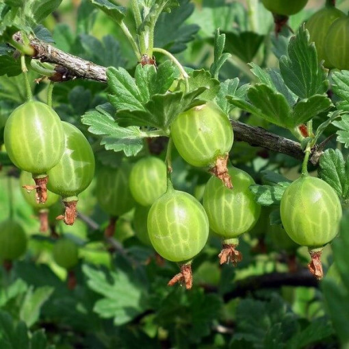 Zelený angrešt 'Hinnonmaki Green' P9/C1