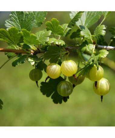Zelený angrešt 'Hinnonmaki Green' P9/C1