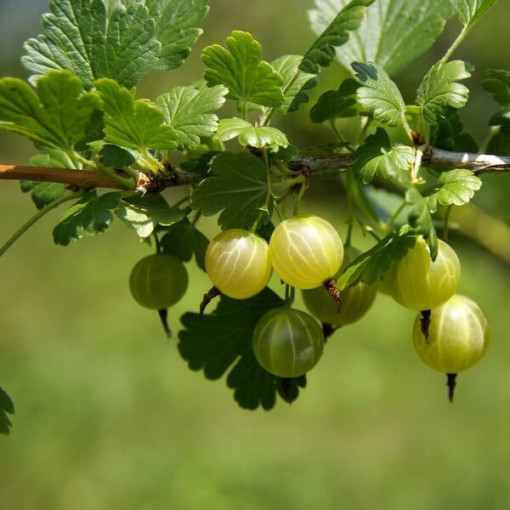 Zelený angrešt 'Hinnonmaki Green' P9/C1