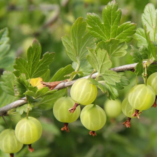 Zelený angrešt 'Hinnonmaki Green' P9/C1
