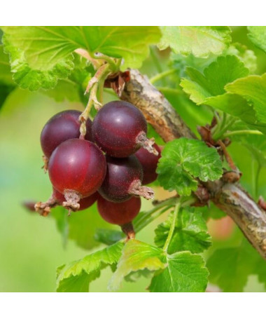 Červený angrešt 'Hinnonmaki Red' P9/C1