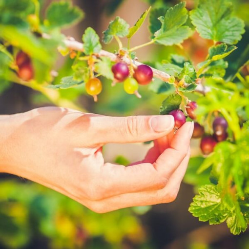 Červený angrešt 'Hinnonmaki Red' P9/C1