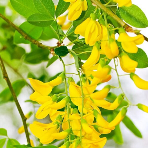 Štědřenec odvislý (Laburnum anagyroides) P9/C1