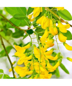 Štědřenec odvislý (Laburnum anagyroides) P9/C1