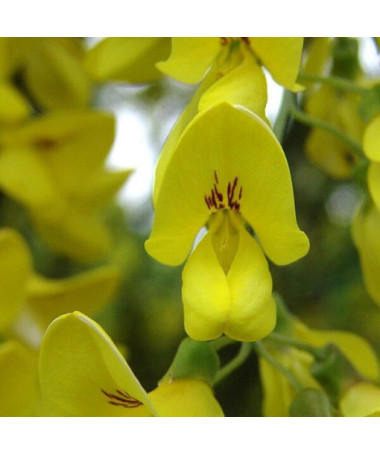 Štědřenec odvislý (Laburnum anagyroides) P9/C1