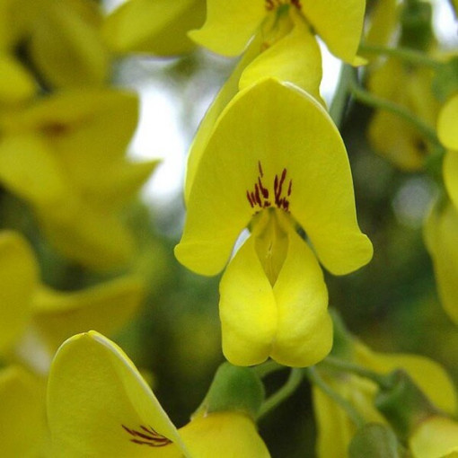 Štědřenec odvislý (Laburnum anagyroides) P9/C1