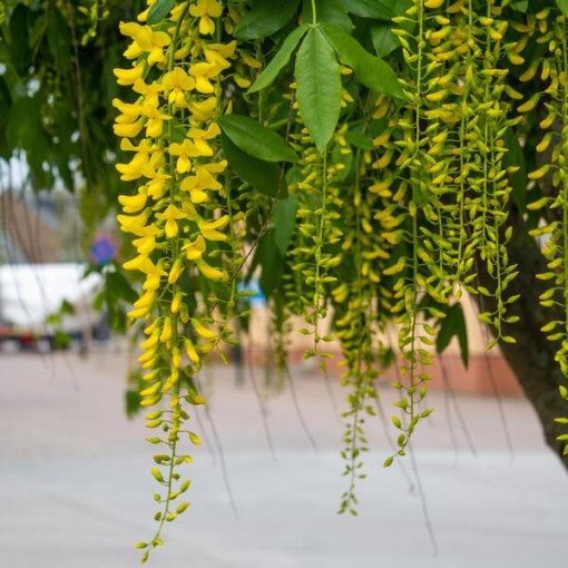 Štědřenec odvislý (Laburnum anagyroides) P9/C1