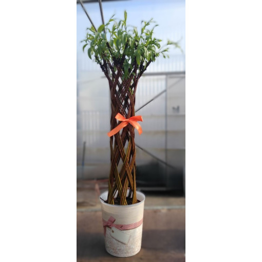 Tmavá Proutkařská Vrba (Salix alba x purpurea)