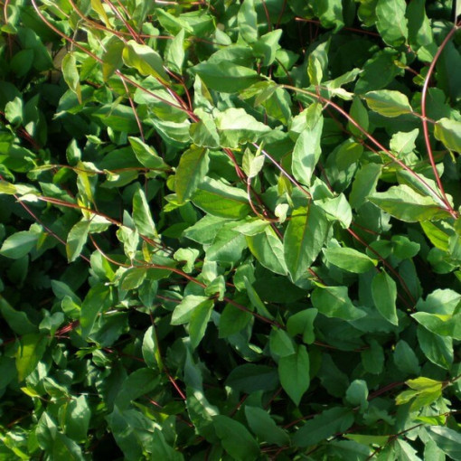 Zimolez japonský Purpurea, vonná popínavá rostlina, 4L