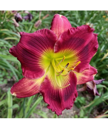 Lilie Daylily Red East v květináči o objemu 2L.