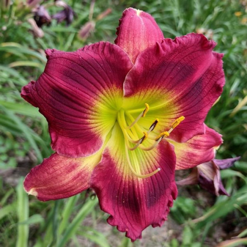 Lilie Daylily Red East v květináči o objemu 2L.