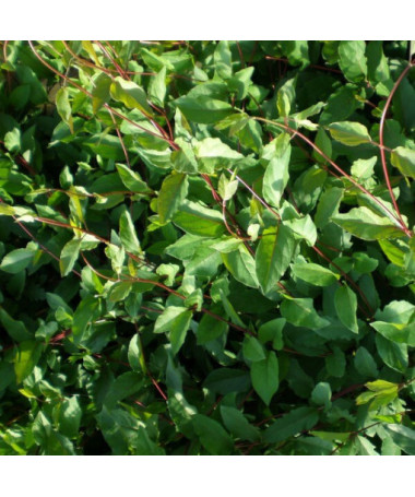 Zimolez japonský Purpurea, vonná popínavá rostlina, 2L