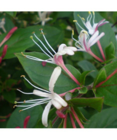 Voňavý japonský zimolez 'Purpurea' P9/C1