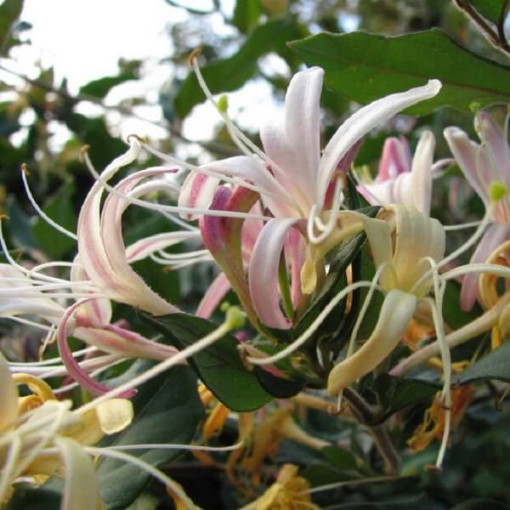 Voňavý japonský zimolez 'Purpurea' P9/C1