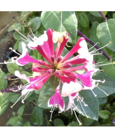 Zimolez Heckrottův, vonná popínavá rostlina, 4L