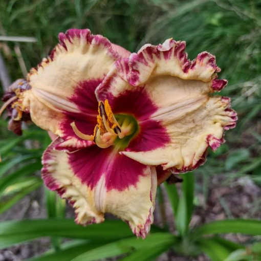 Lilie Daylily Red East v květináči o objemu 2L.