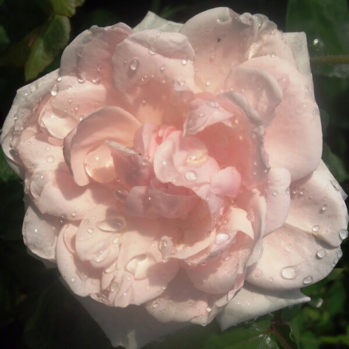 Popínavá růže 'New Dawn' kontejner, 2L