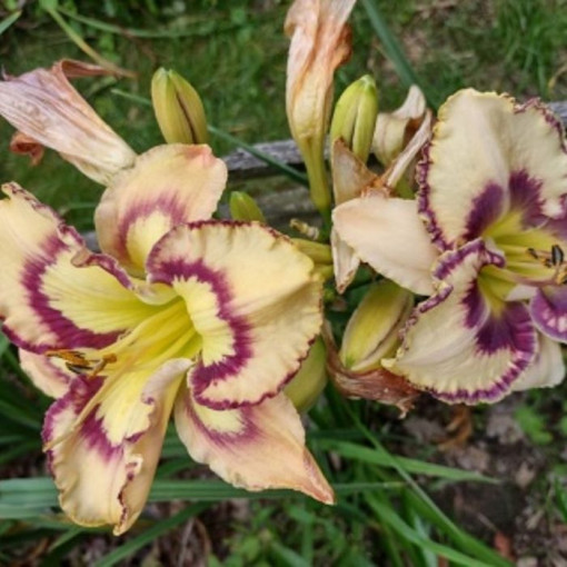 Lilie Daylily Red East v květináči o objemu 2L.