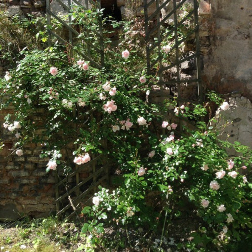 Popínavá růže 'New Dawn' kontejner, 2L