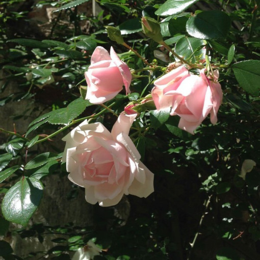 Popínavá růže 'New Dawn' kontejner, 2L