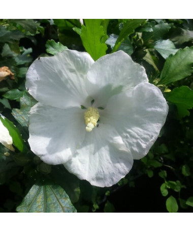 Ibišek syrský (Hibiscus) 'William R. Smith', 2L