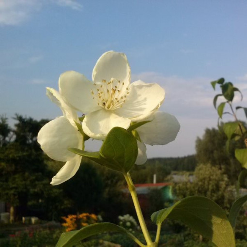 Vonný pustoryl bílý (Philadelphus coronarius)