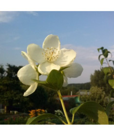 Vonný pustoryl bílý (Philadelphus coronarius)