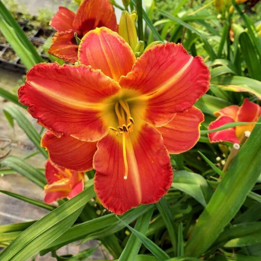 Lilie Daylily Red East v květináči o objemu 2L.
