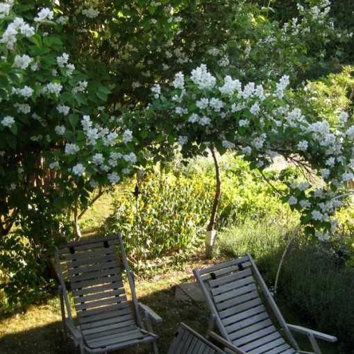 Vonný pustoryl bílý (Philadelphus coronarius)