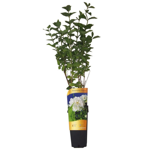 Vonný pustoryl bílý (Philadelphus coronarius)