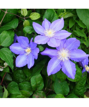Clematis 'Vyvyan Pennell' (velkokvětý) kontejner 2l