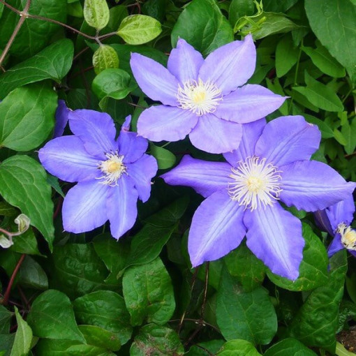 Clematis 'Vyvyan Pennell' (velkokvětý) kontejner 2l