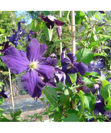 Clematis 'Viola' (velkokvětý) kontejner 2l