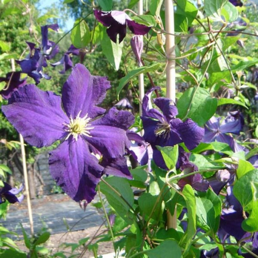 Clematis 'Viola' (velkokvětý) kontejner 2l