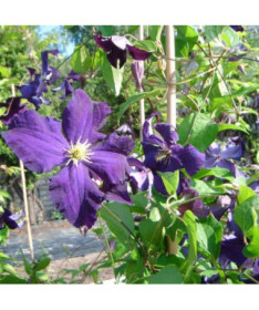 Clematis 'Viola' (velkokvětý) kontejner 2l