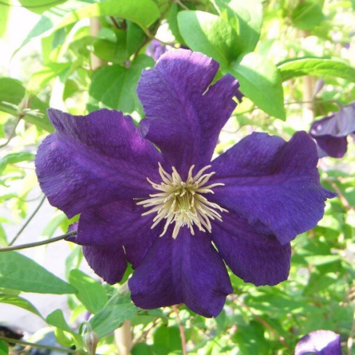 Clematis 'Viola' (velkokvětý) kontejner 2l