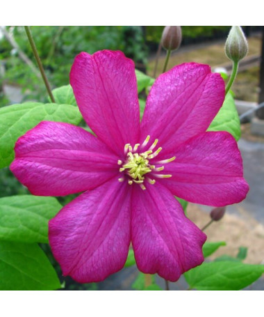Clematis 'Ville de Lyon' kontejner 2l