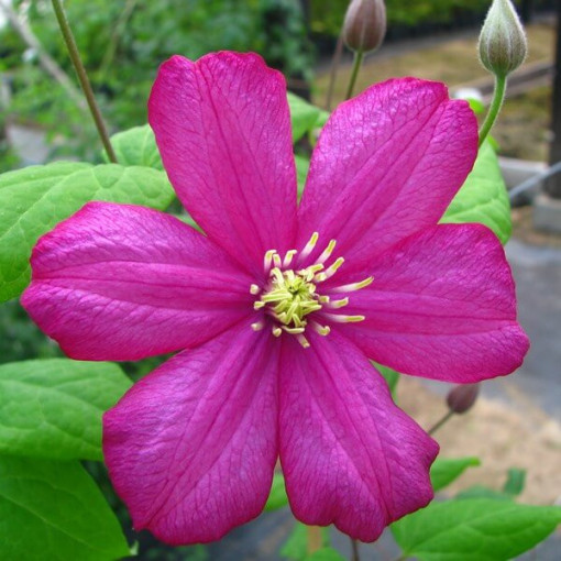 Clematis 'Ville de Lyon' kontejner 2l
