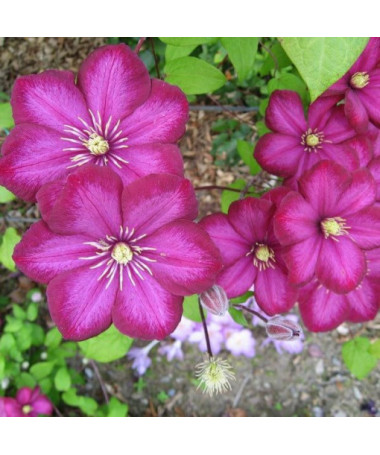 Clematis 'Ville de Lyon' kontejner 2l