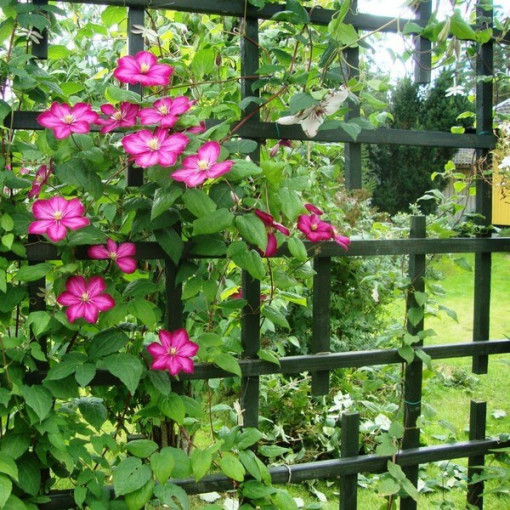 Clematis 'Ville de Lyon' kontejner 2l