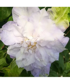 Plamének 'Veronica's Choice' (velkokvětý, plnokvětý) v 4litrovém kontejneru