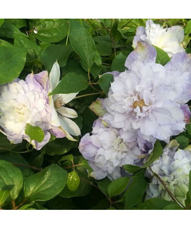 Clematis 'Veronica's Choice' (velkokvětý, plný) kontejner 2l