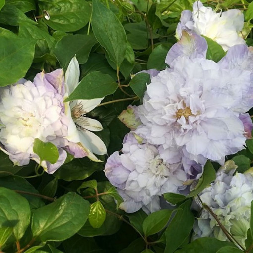 Clematis 'Veronica's Choice' (velkokvětý, plný) kontejner 2l