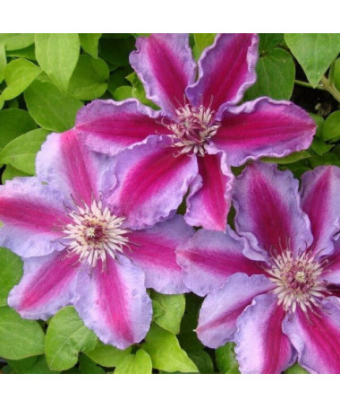 Clematis 'Tudor' (velkokvětý) kontejner 4l