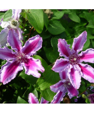 Clematis 'Tudor' (velkokvětý) kontejner 4l