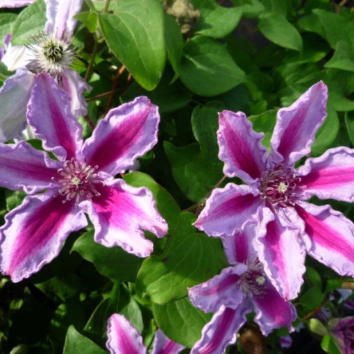 Clematis 'Tudor' (velkokvětý) kontejner 4l