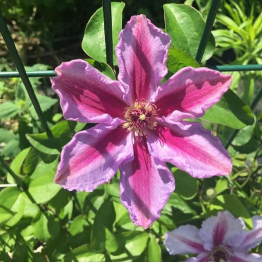 Clematis 'Tudor' (velkokvětý) kontejner 4l