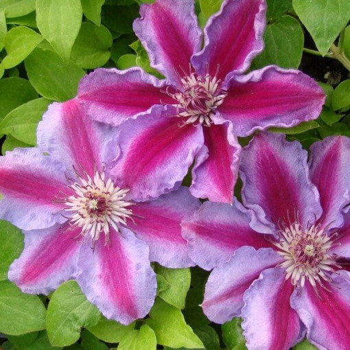 Clematis 'Tudor' (velkokvětý) kontejner 2l
