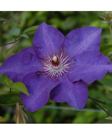 Clematis 'The President' (velkokvětý) 2L kontejner